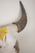 Antique Buffalo Skull