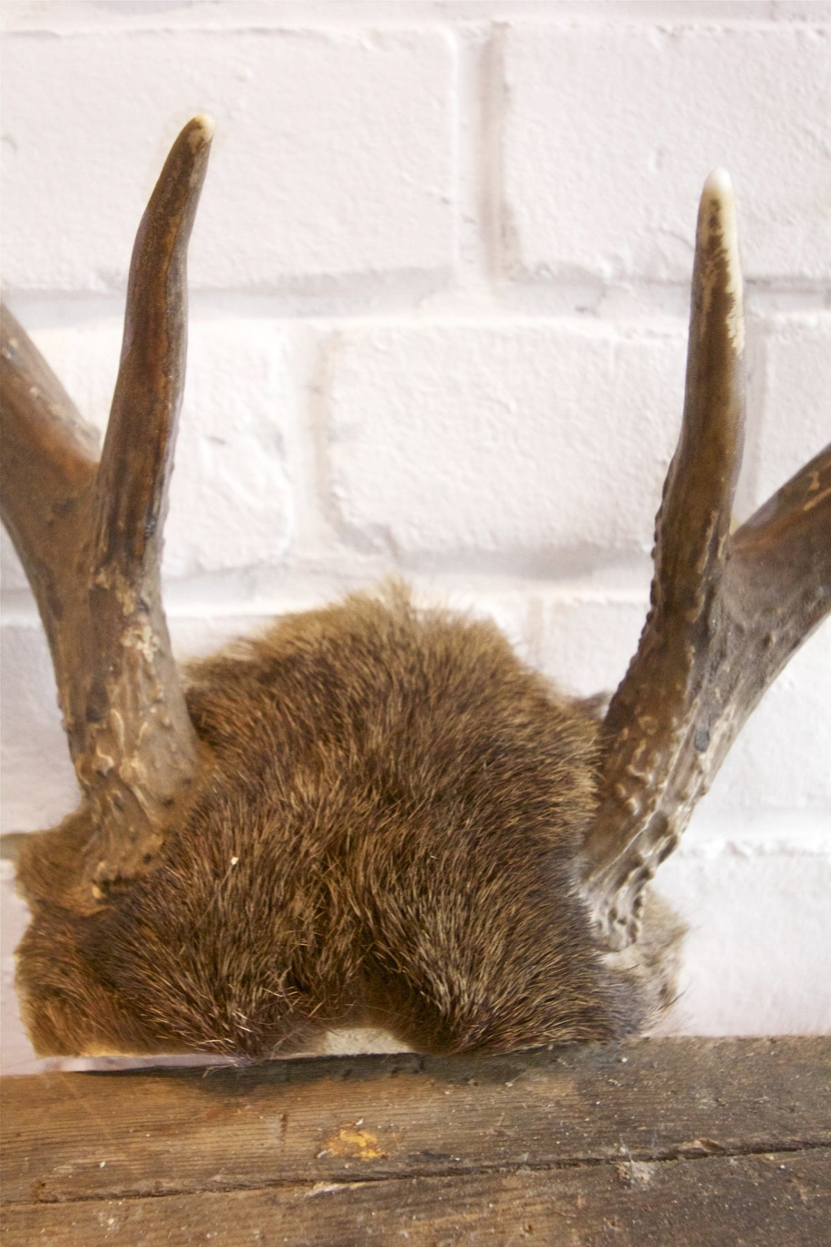 Whitetail Antlers