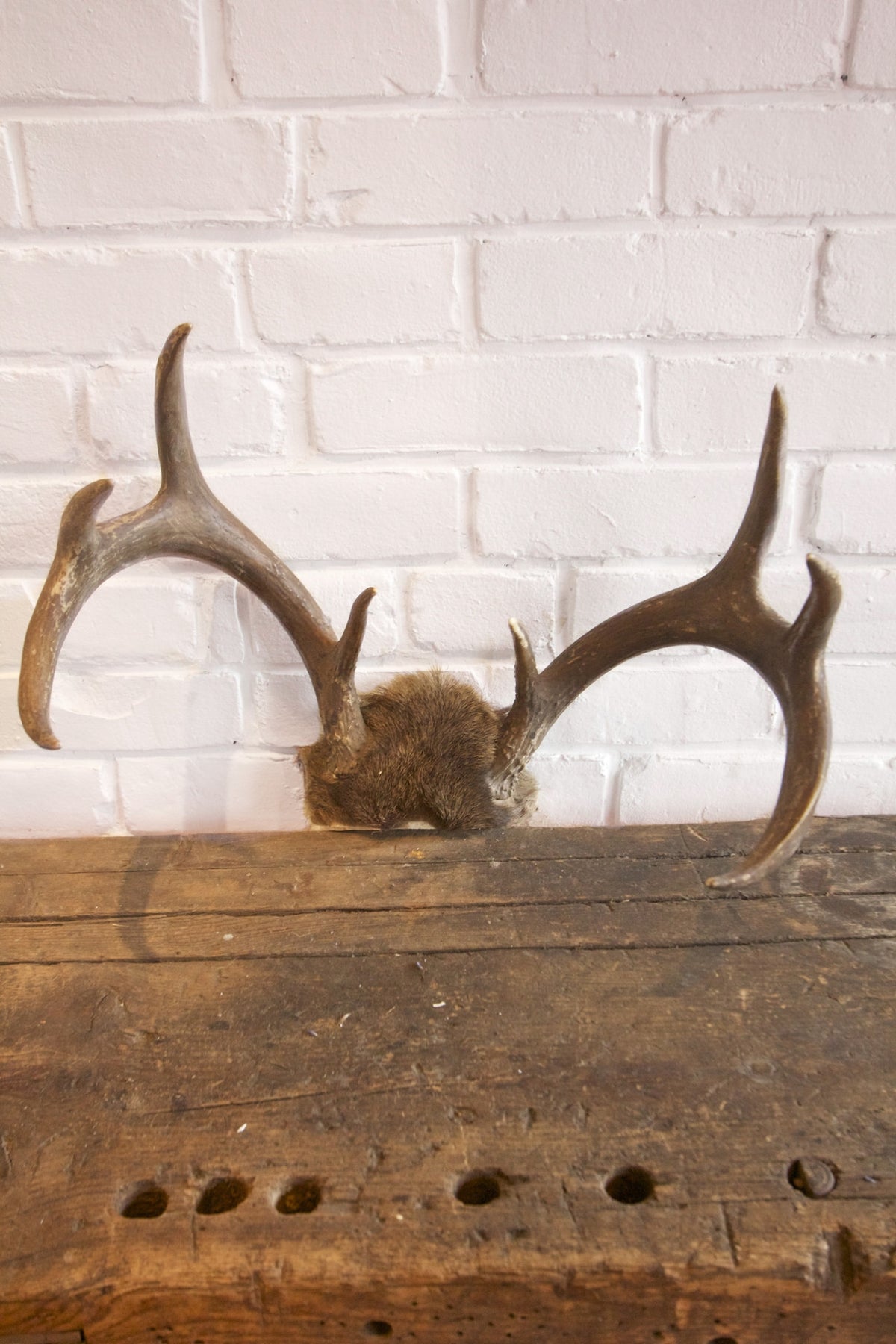 Whitetail Antlers