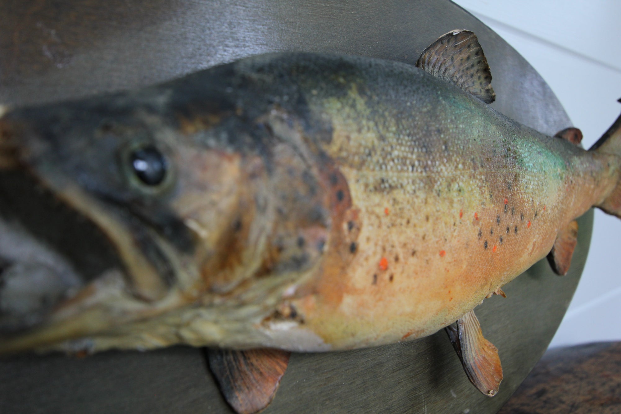 Vintage Taxidermy Trout - Diamonds & Rust