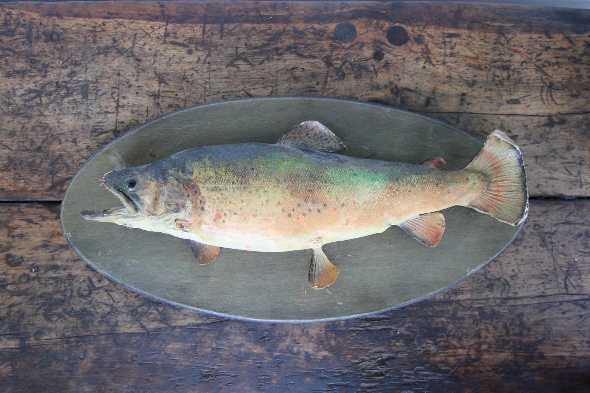 Vintage Taxidermy Trout - Diamonds & Rust