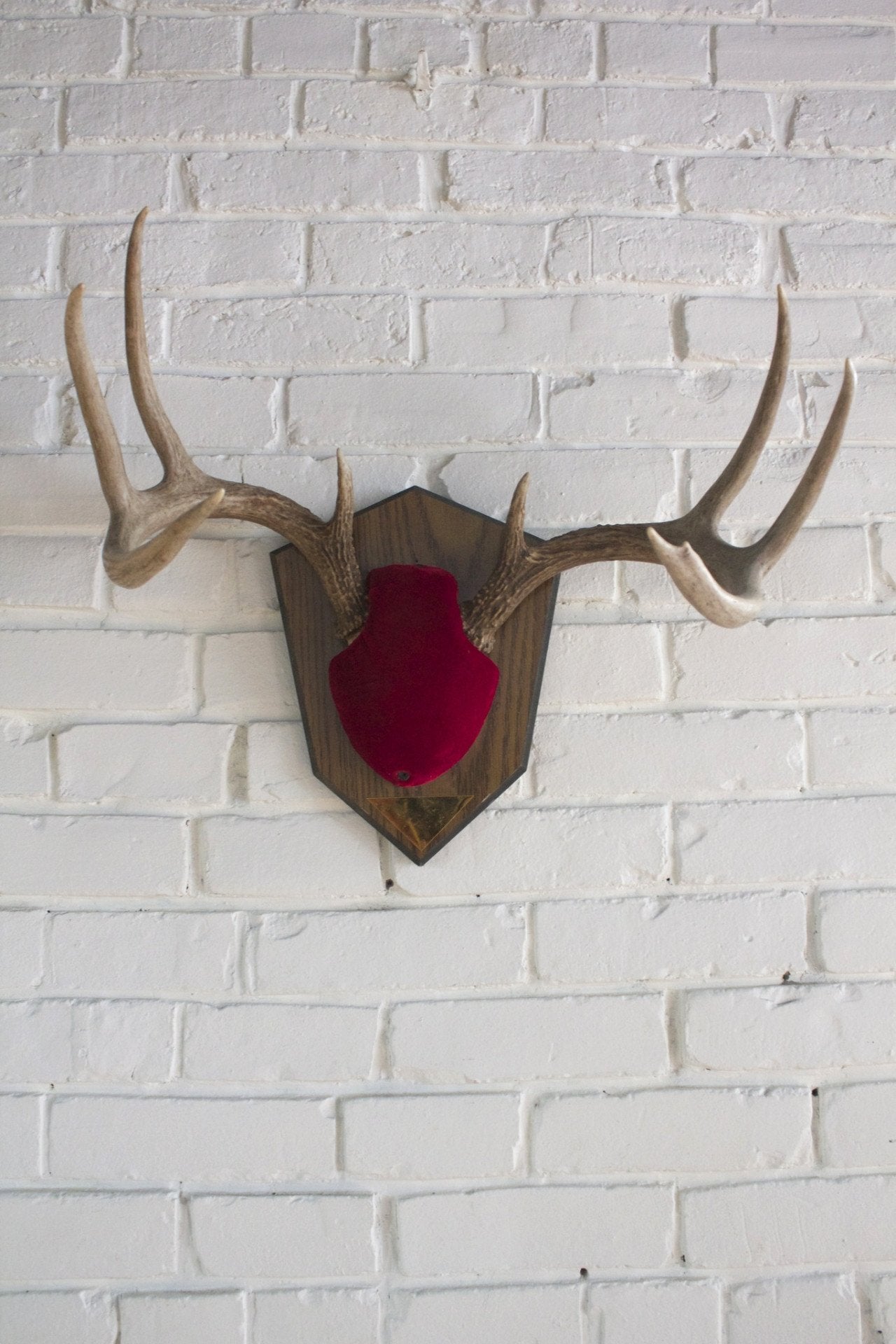 8 Point Mounted Antlers - Diamonds & Rust 