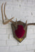 8 Point Mounted Antlers - Diamonds & Rust
