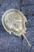 Vintage Brass Horseshoe Crab - Diamonds & Rust