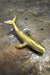 Tiny Brass Humpback Whale