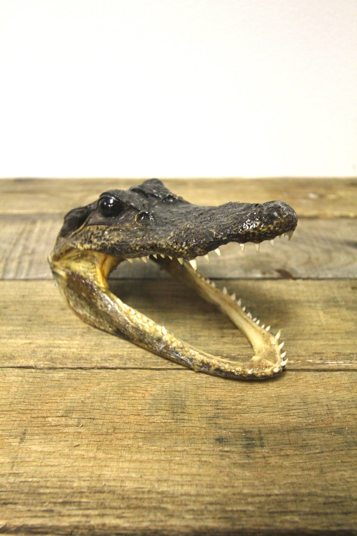 Vintage Alligator Head
