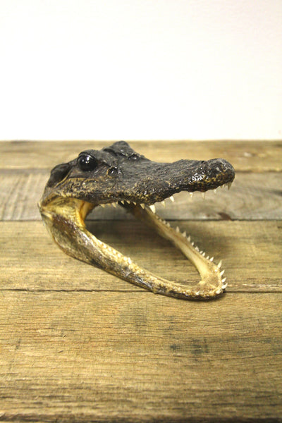 Vintage Alligator Head