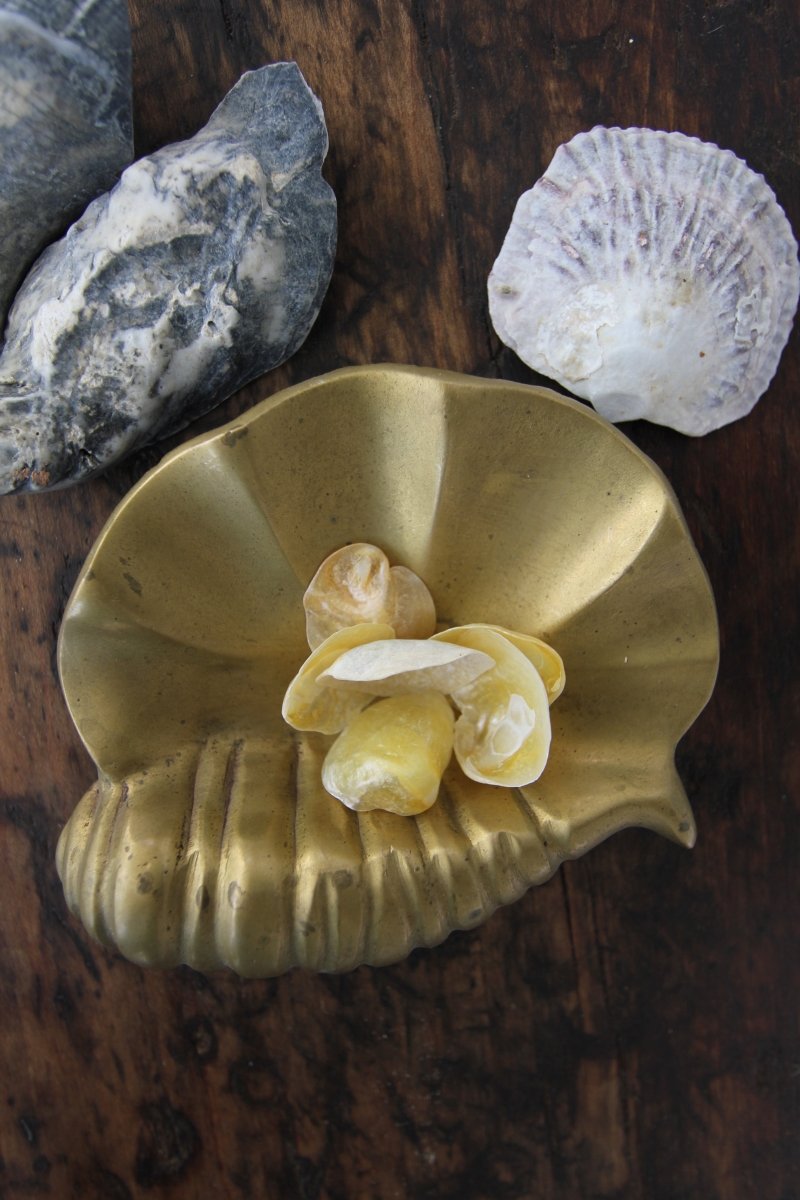 Brass Clam Catchall - Diamonds & Rust