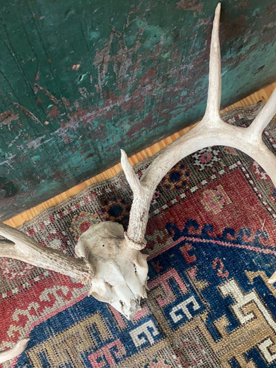Field Found 8 Point Deer Skull - Diamonds & Rust