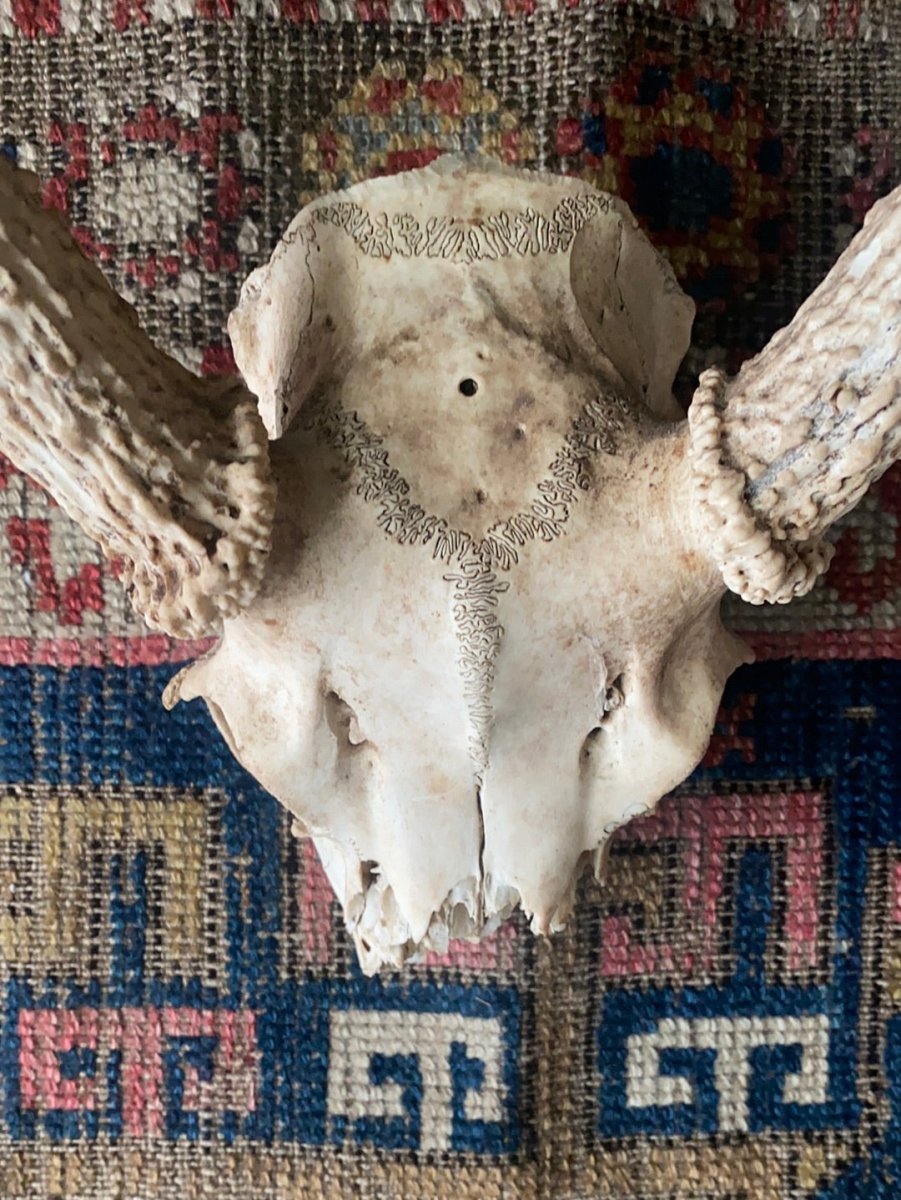 Field Found 8 Point Deer Skull - Diamonds & Rust