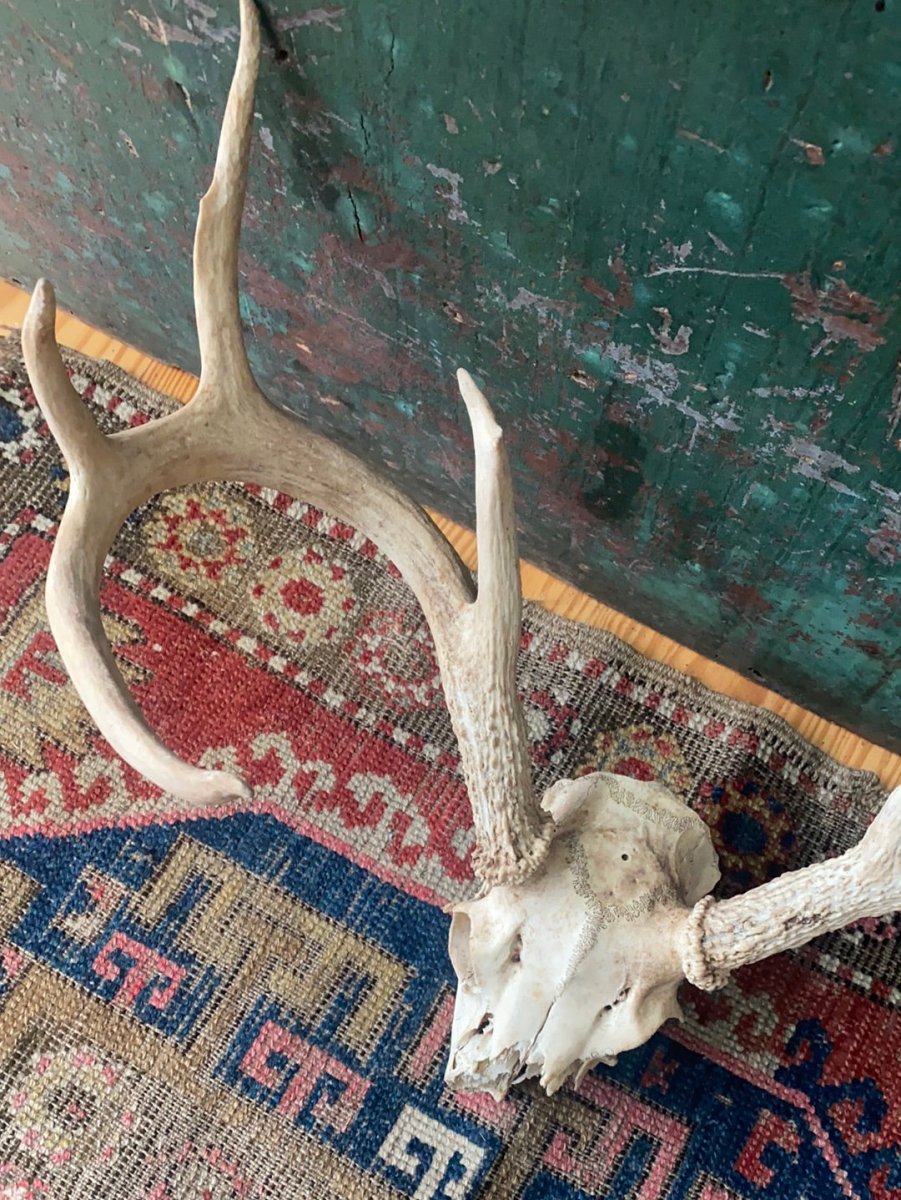 Field Found 8 Point Deer Skull - Diamonds & Rust