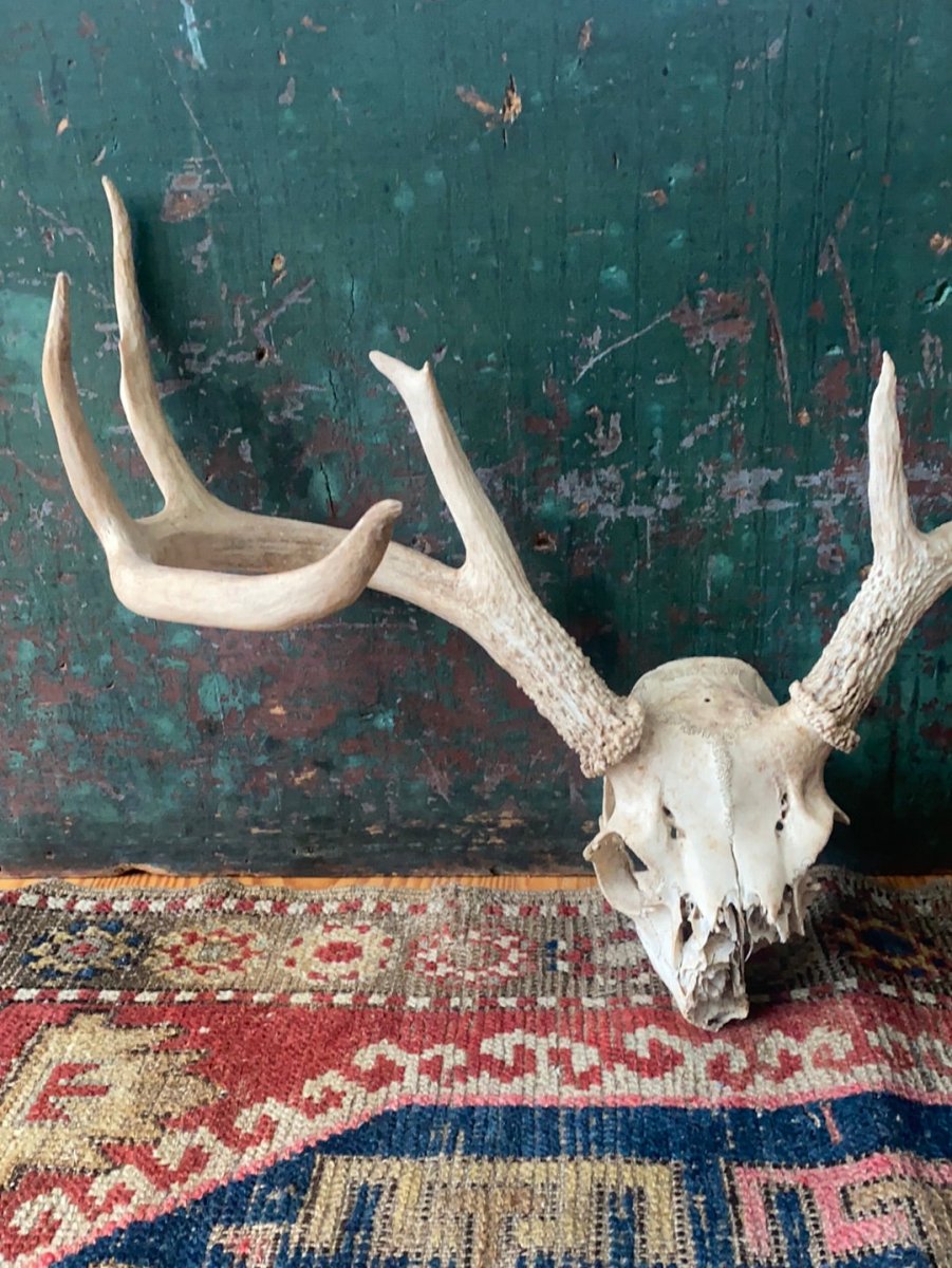 Field Found 8 Point Deer Skull - Diamonds & Rust