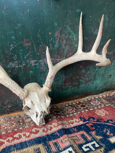 Field Found 8 Point Deer Skull - Diamonds & Rust