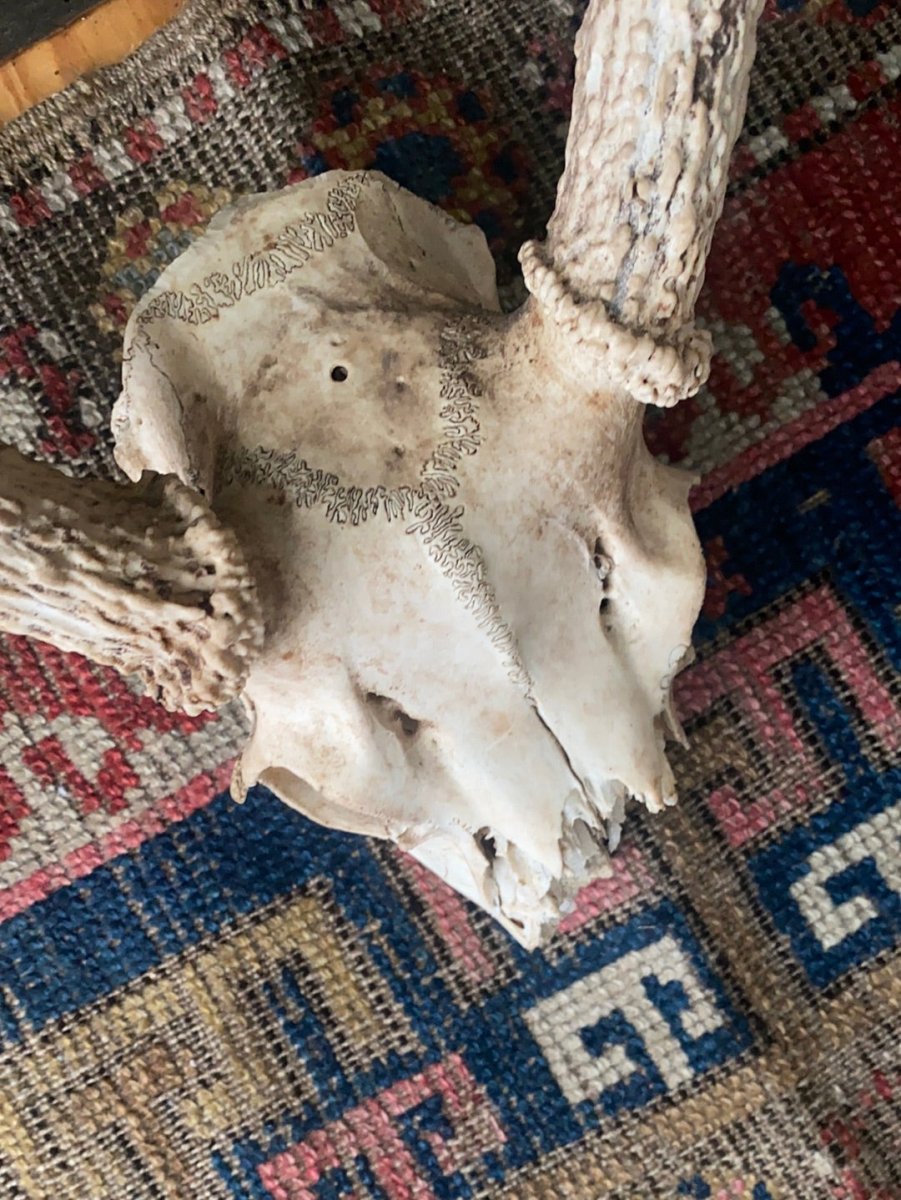 Field Found 8 Point Deer Skull - Diamonds & Rust