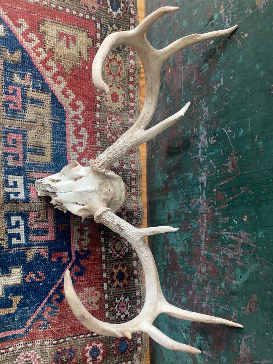 Field Found 8 Point Deer Skull - Diamonds & Rust