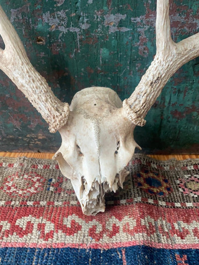 Field Found 8 Point Deer Skull - Diamonds & Rust