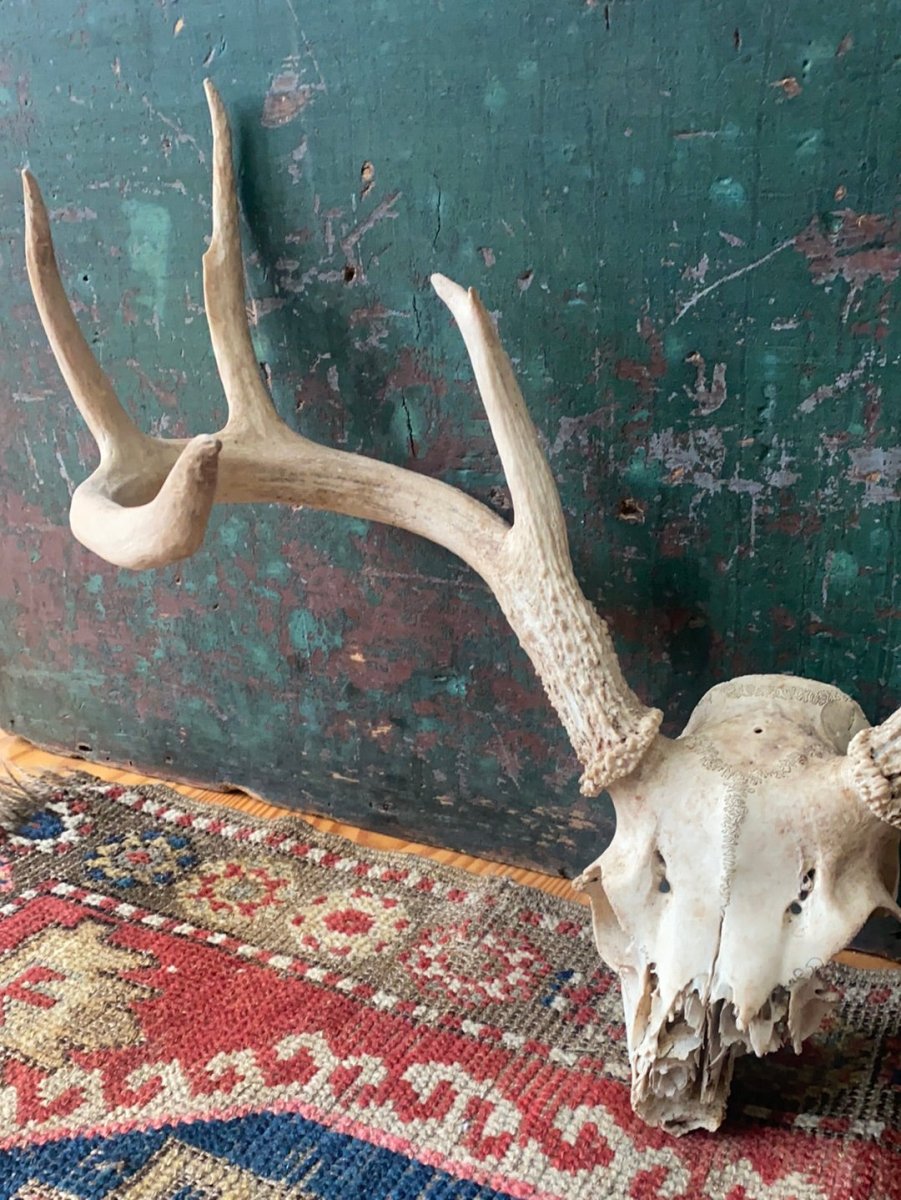 Field Found 8 Point Deer Skull - Diamonds & Rust