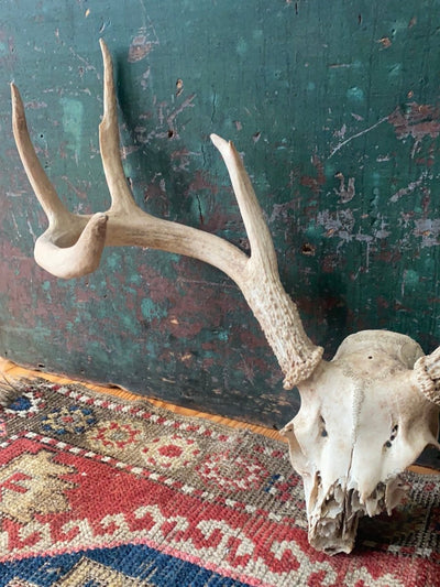 Field Found 8 Point Deer Skull - Diamonds & Rust