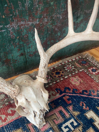 Field Found 8 Point Deer Skull - Diamonds & Rust
