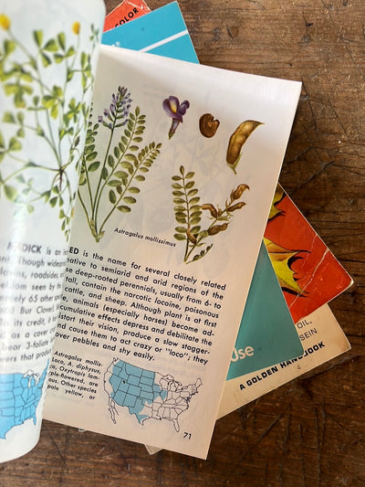 1967 A Golden Guide - Weeds