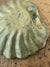 Brass Clam Tray