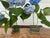 Vintage Blue Ribbon Flower Holder
