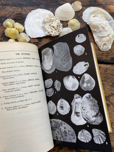 1958 Field Guide to the Shells