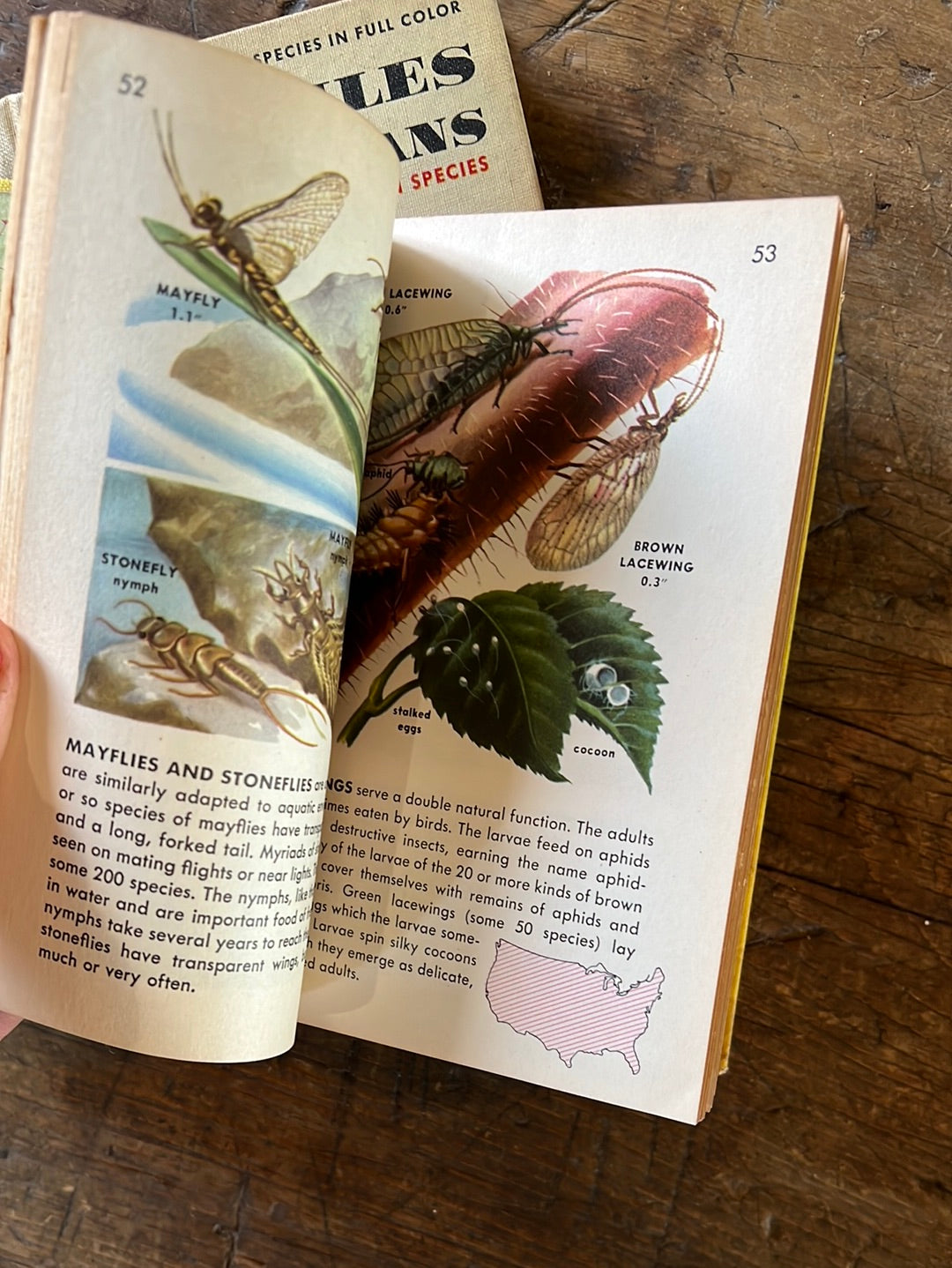 1951 A Golden Guide - Insects - Hardcover