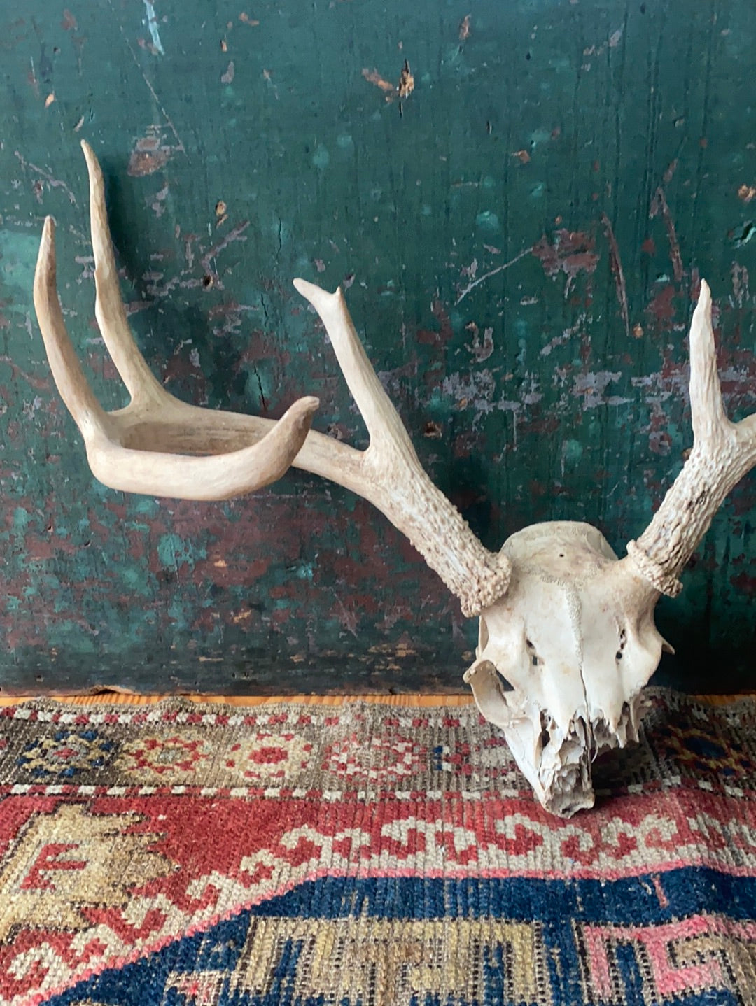 Field Found 8 Point Deer Skull