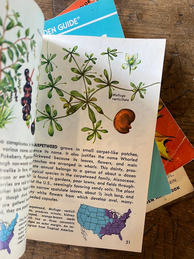 1967 A Golden Guide - Weeds