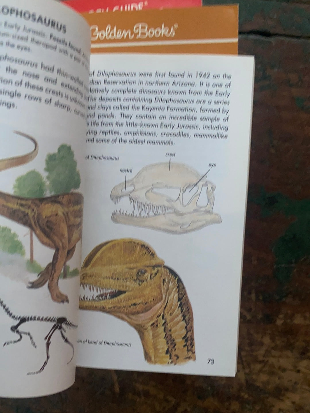 1990 A Golden Guide - Dinosaurs