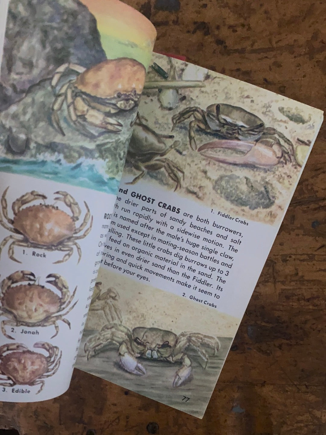 1987 A Golden Guide - Seashores