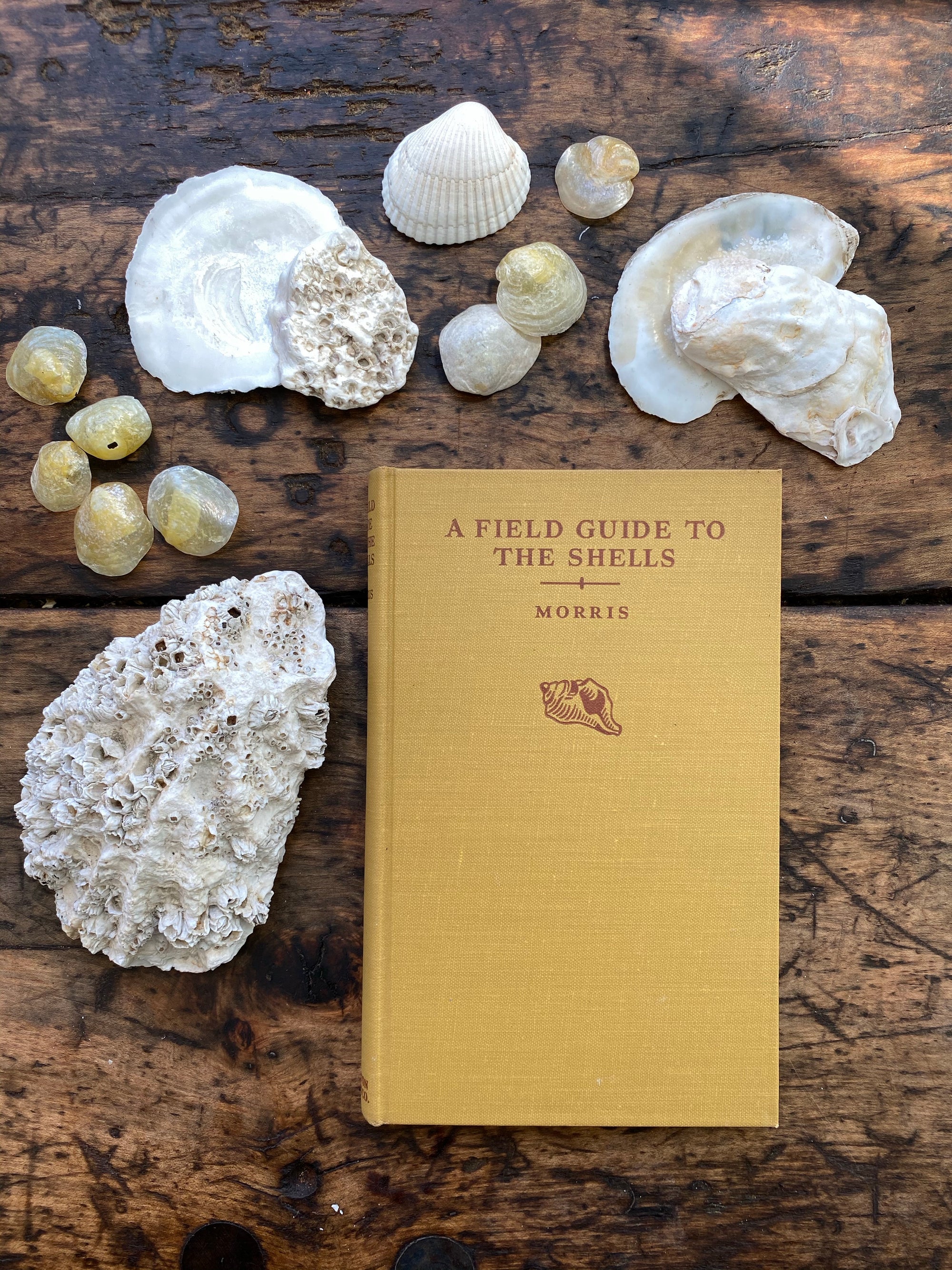 1958 Field Guide to the Shells