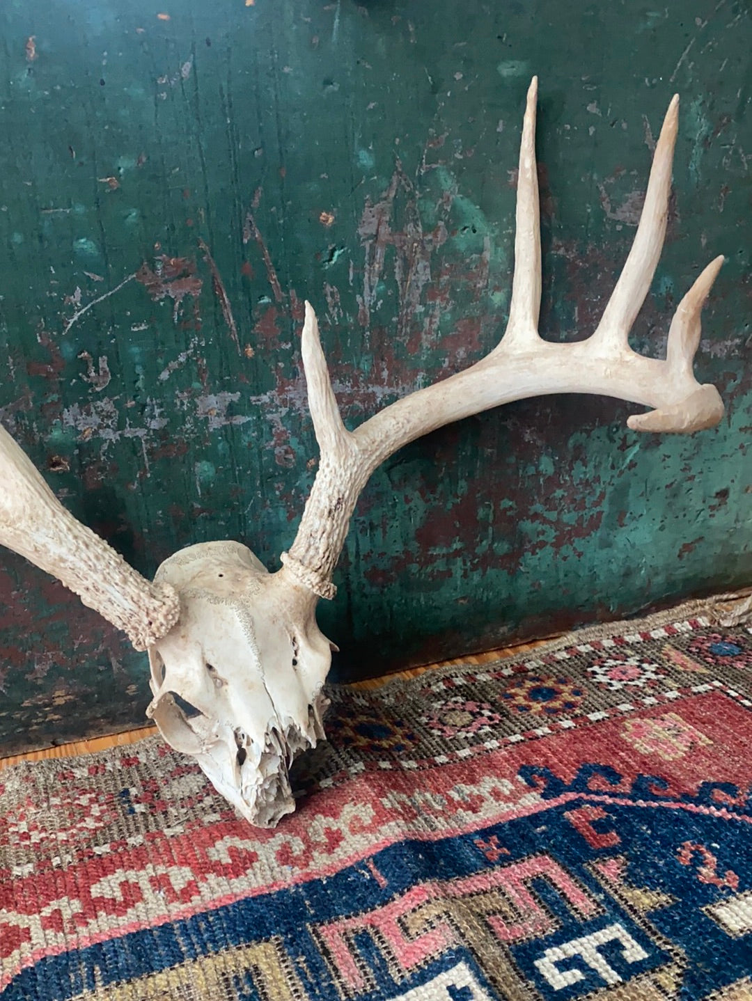 Field Found 8 Point Deer Skull