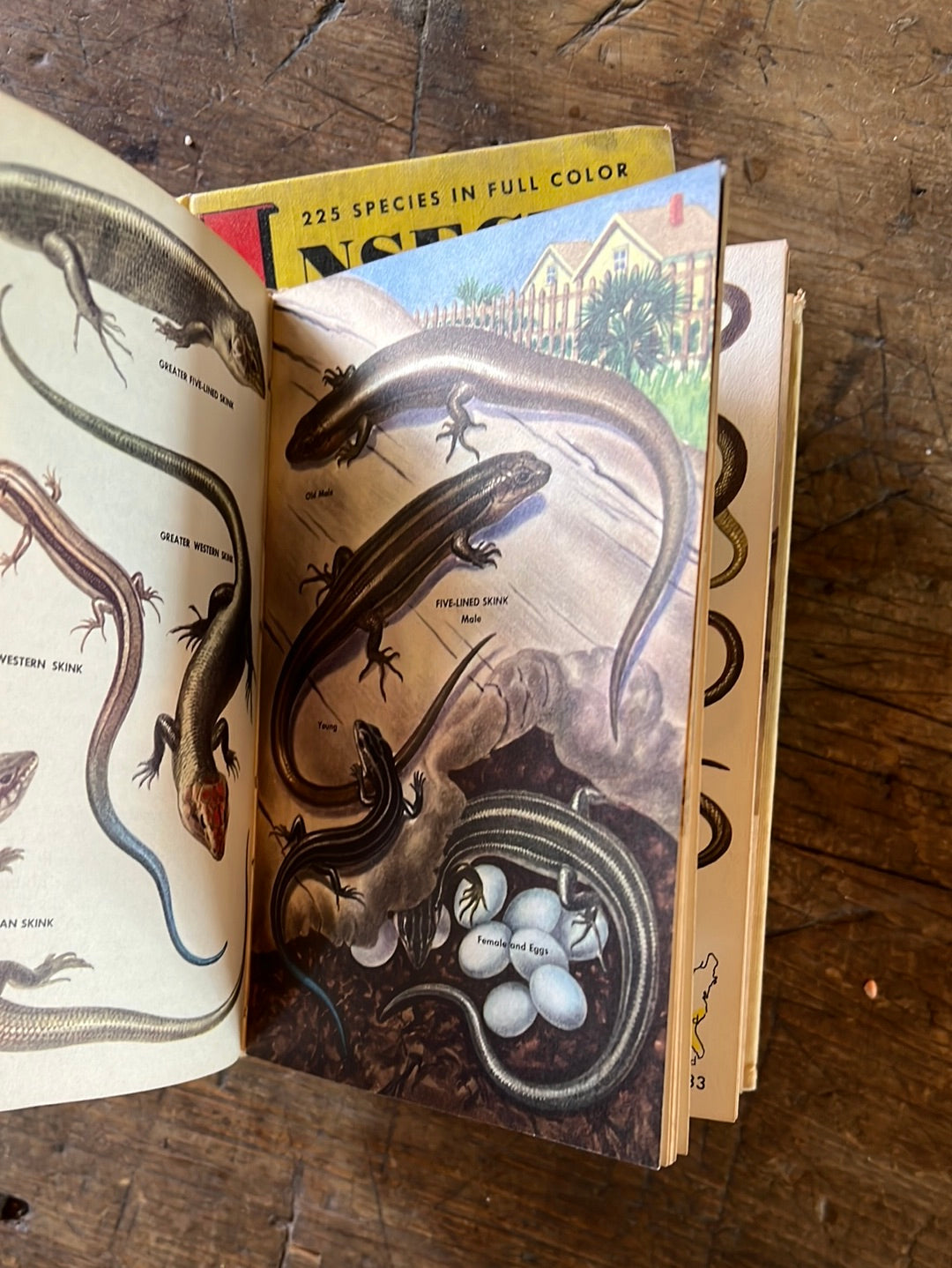 1953 A Golden Guide - Reptiles & Amphibians - Hardcover