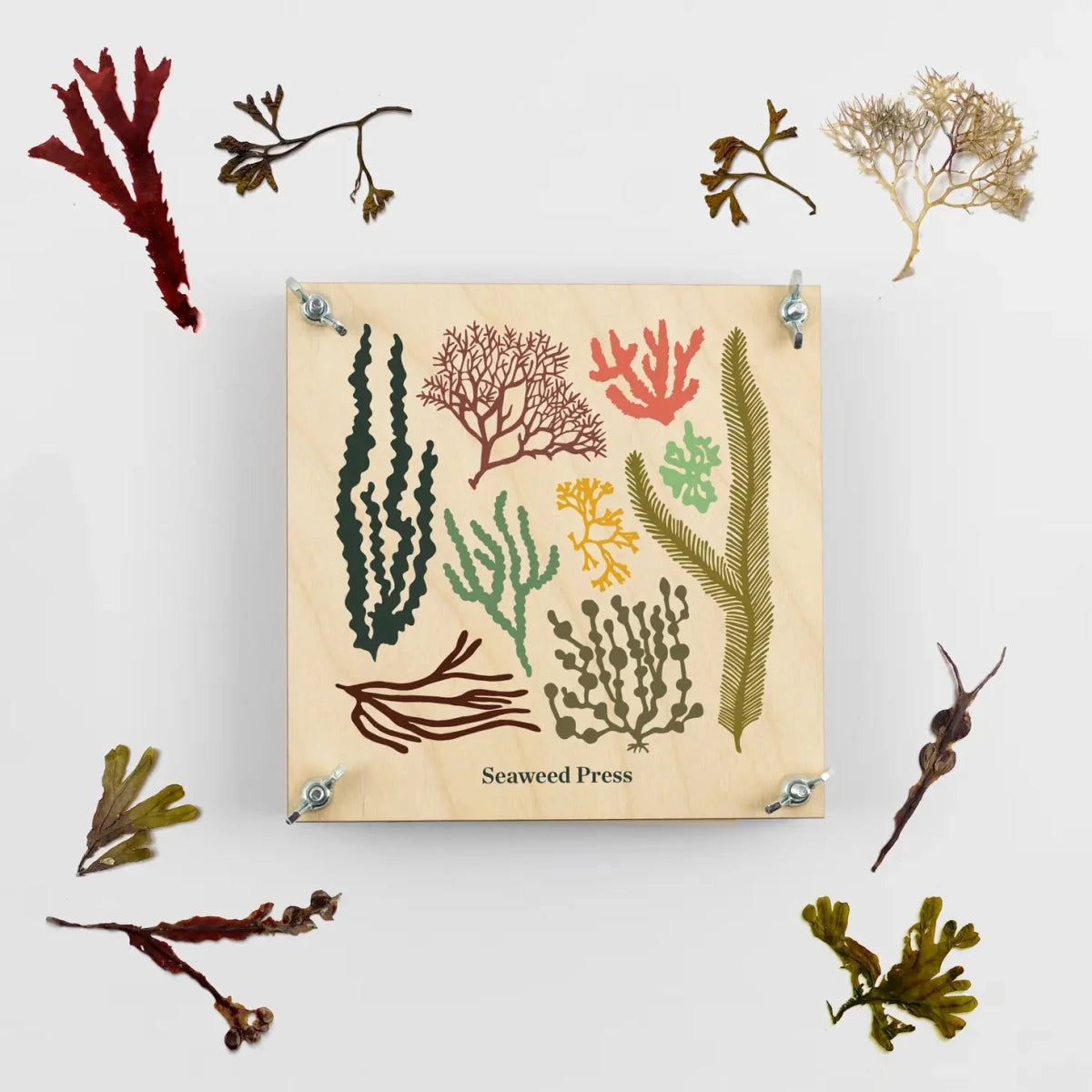 Seaweed Press Kit - Diamonds & Rust