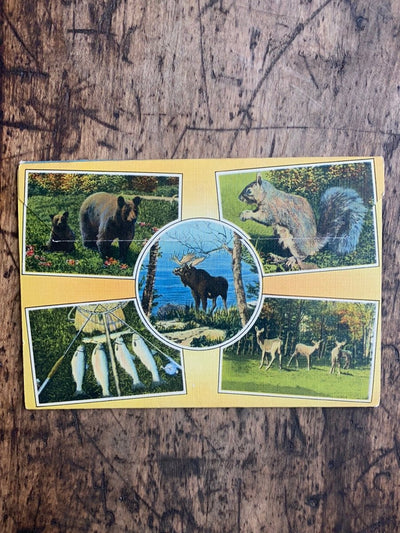 Vintage MAINE Post Cards - Diamonds & Rust